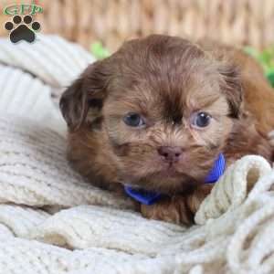 George (Mini), Shih Tzu Puppy